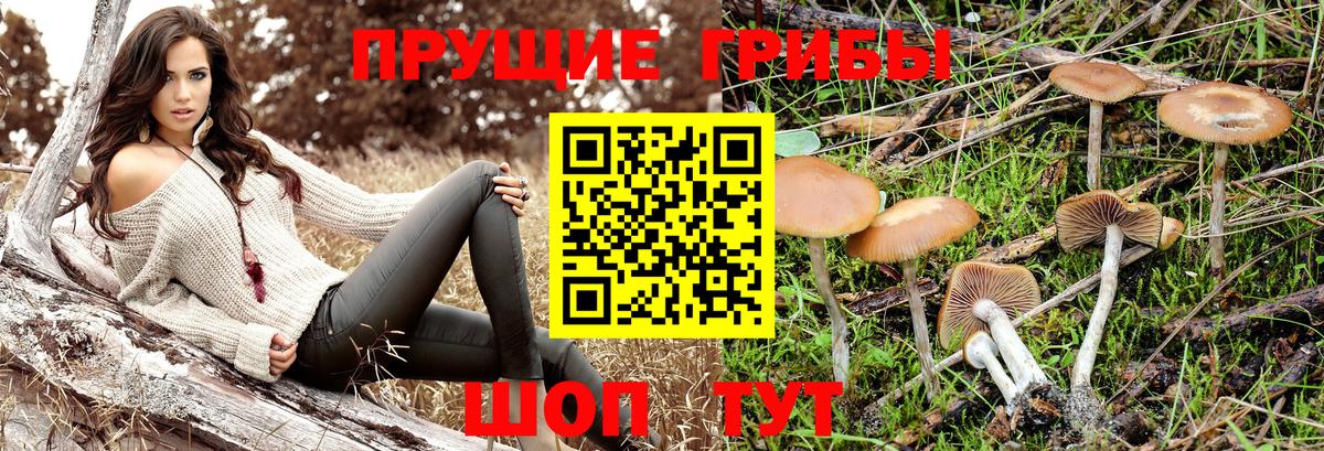 Ейск  Галлюциногенные грибы Psilocybe  наркота  Вход с VPN 